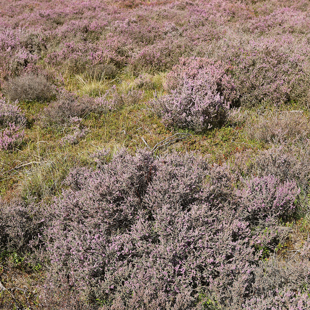 Large Ling Heather