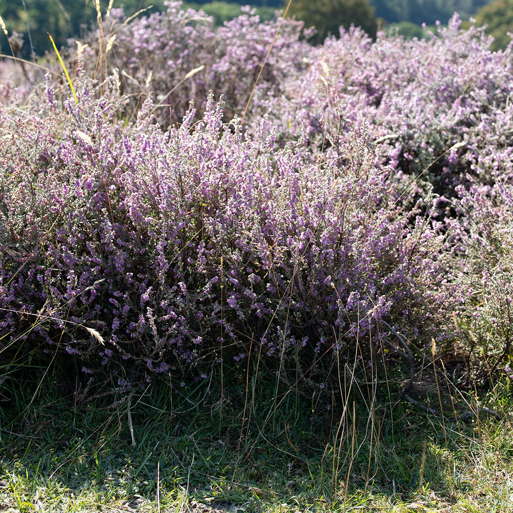 Small Ling Heather