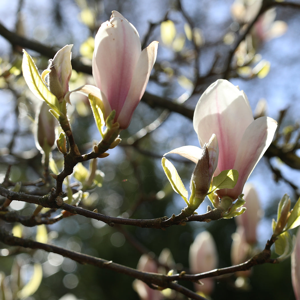 Small Magnolia