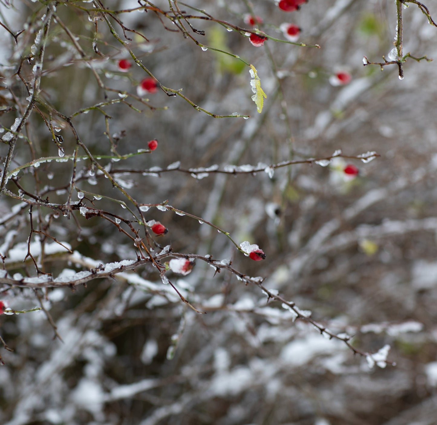 Small Winter Hedgerow