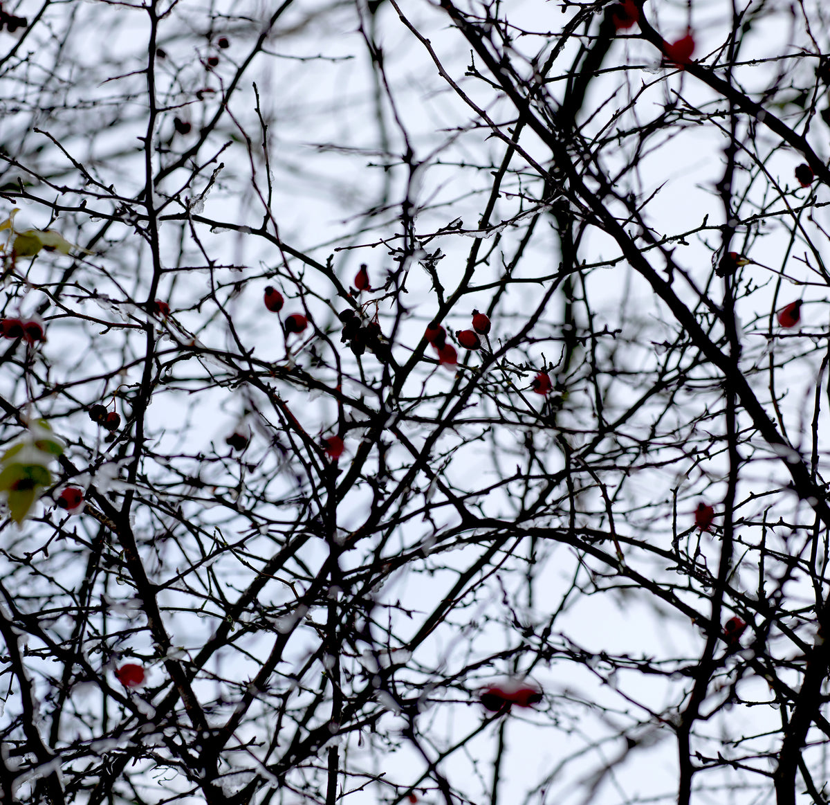 Tree branches with red berries against a gray sky