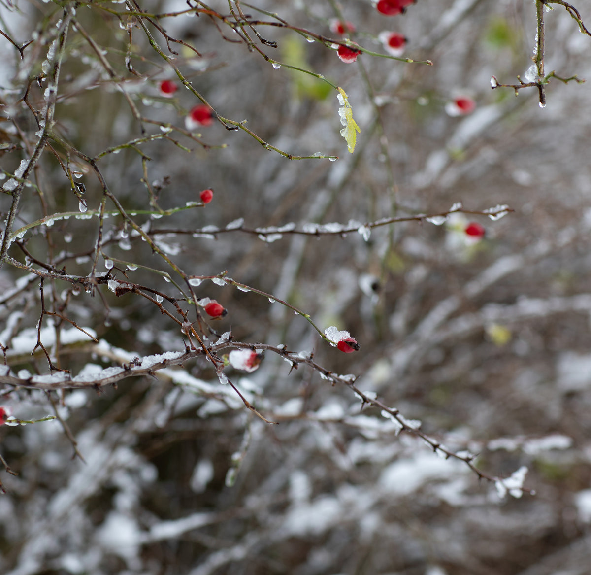 Red berries on snow-covered branches with a blurred winter background